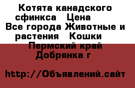 Котята канадского сфинкса › Цена ­ 15 - Все города Животные и растения » Кошки   . Пермский край,Добрянка г.